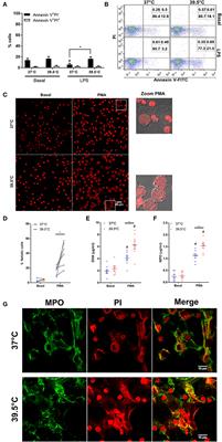 Short-Term Fever-Range Hyperthermia Accelerates NETosis and Reduces Pro-inflammatory Cytokine Secretion by Human Neutrophils